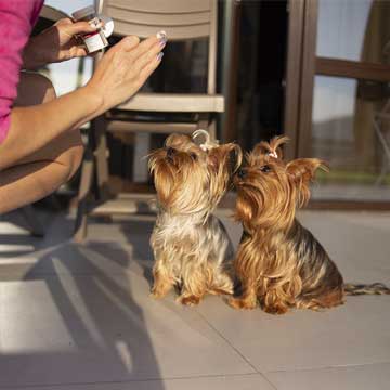 Отель с размещением с собакой