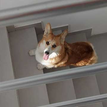 Отель с размещением с собакой